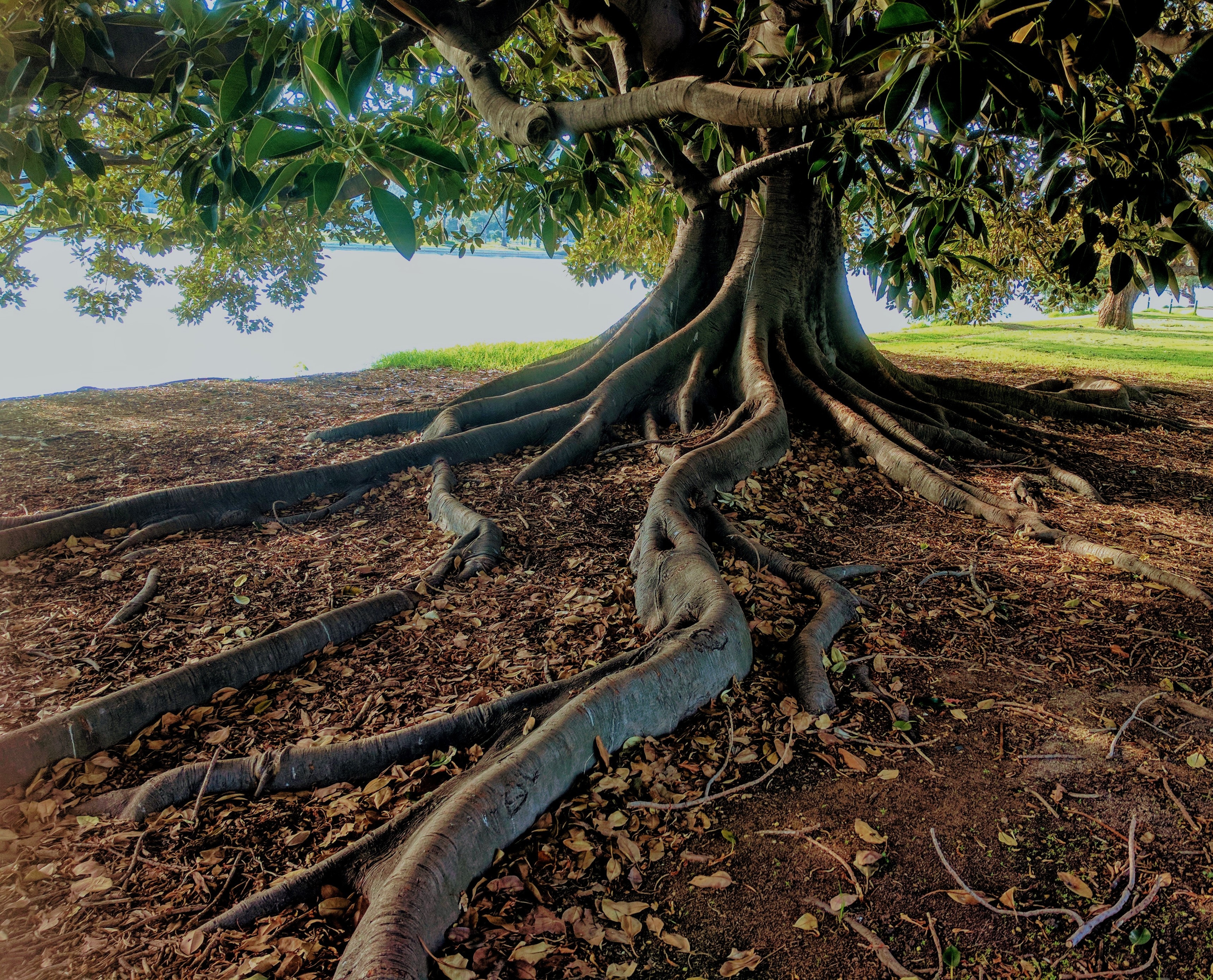 Arbre Bois Eau Environnement 762679